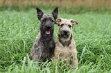 BOUVIER DES ARDENNES 165